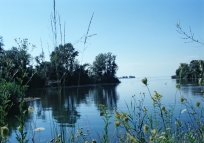 Naturschutzgebiet Fussach an der Rheinmndung